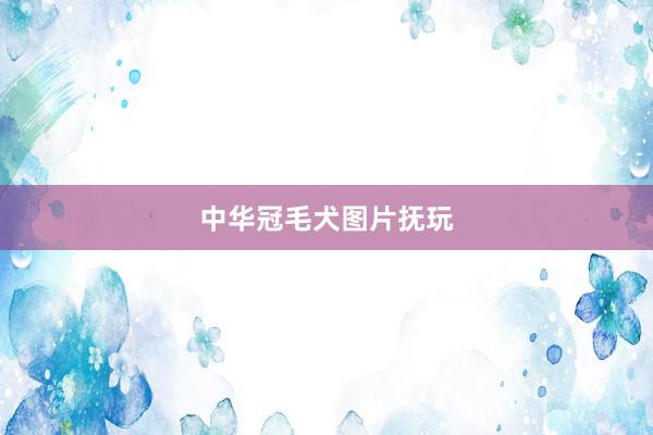 中华冠毛犬图片抚玩